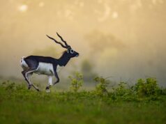 Chhattisgarh’s Barnawapara Wildlife Sanctuary Emerges as a Beacon of Blackbuck Revival