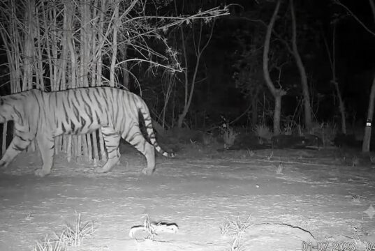 उदंती-सीतानदी में बाघिन की दस्तक, टाइगर रिजर्व के सुनहरे भविष्य की जगी उम्मीद