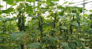 सफलता की कहानी