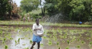प्रदेश में खेती-किसानी जोरों पर