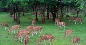 प्रकृति और वन्यजीव संरक्षण का अनूठा संगम है नंदनवन जंगल सफारी