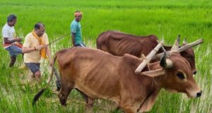 अपनी माटी और खेती-किसानी से मुख्यमंत्री श्री विष्णु देव साय का आत्मीय जुड़ाव